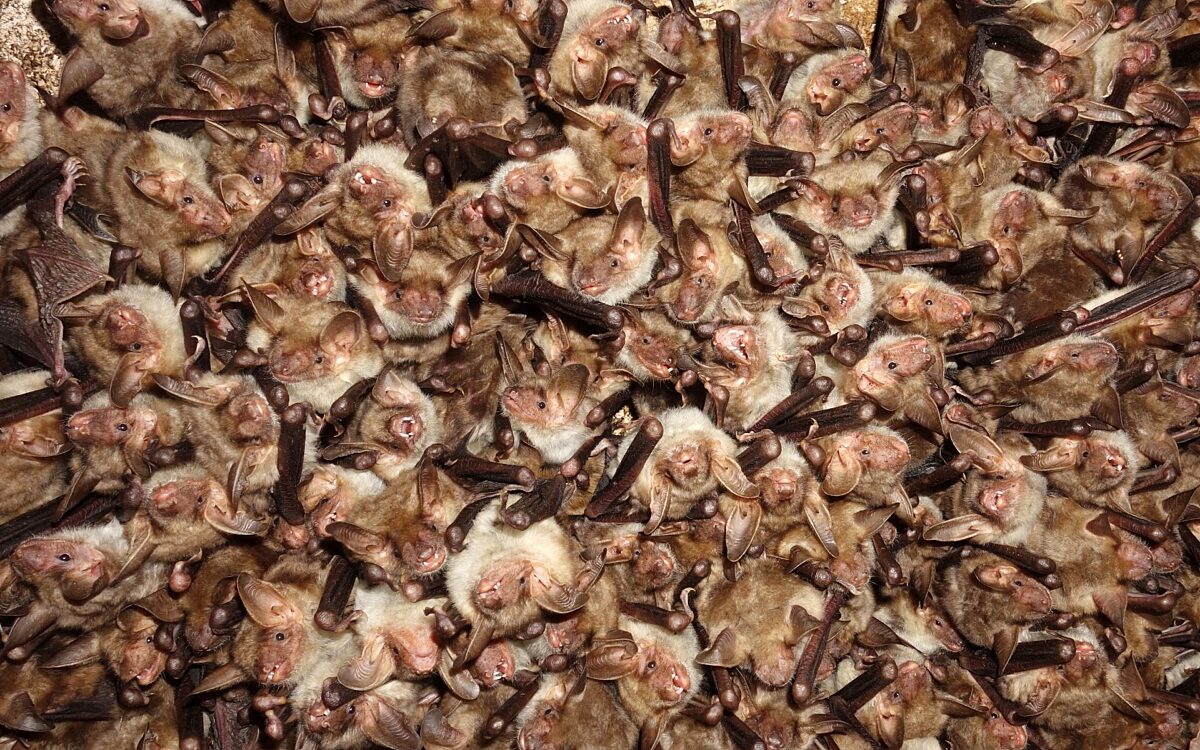 2025 07 Fledermäuse Archivfoto Andreas Zahn 2025 07 Fledermäuse Archivfoto Andreas Zahn