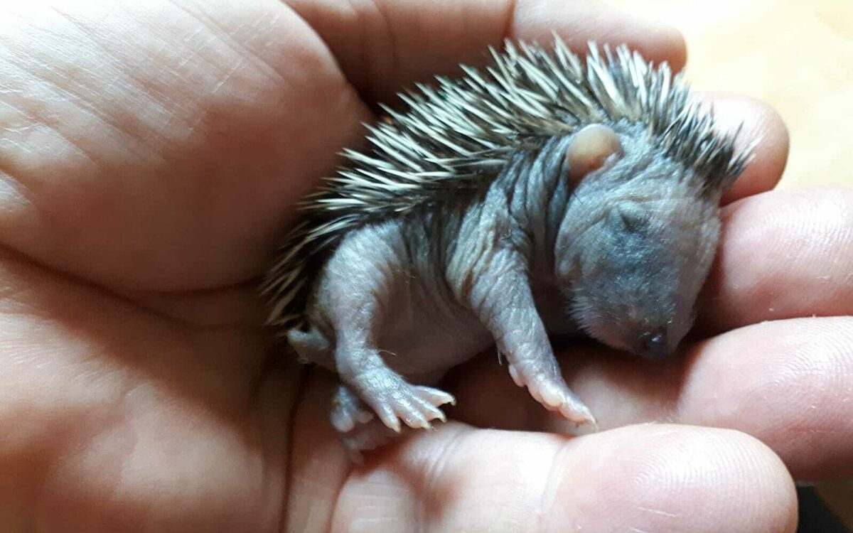 Igelbaby in einer Hand Igelbaby in einer Hand