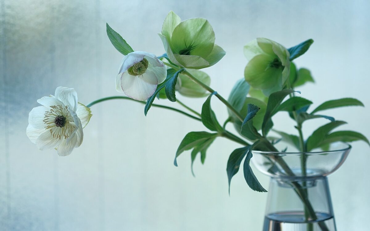 Blume in Vase - unsplash.com Blume in Vase - unsplash.com