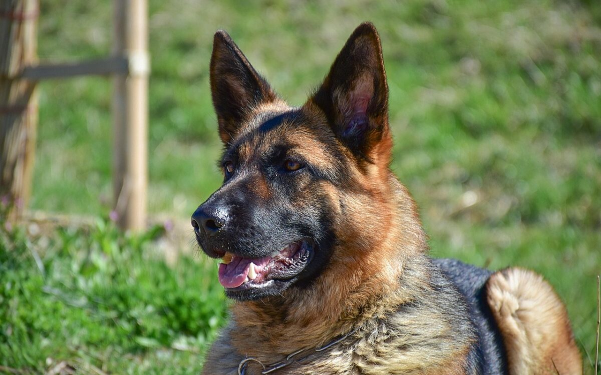 Beispielbild Hund Beispielbild Hund