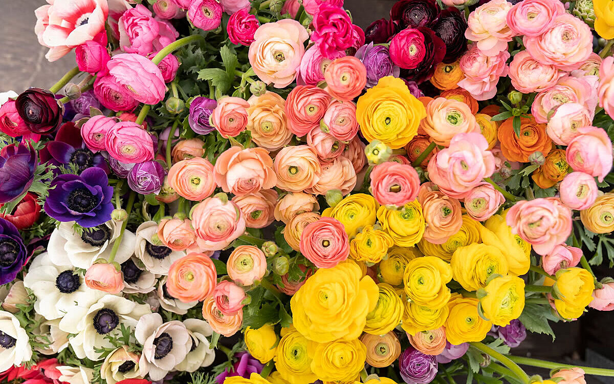 Blumen unsplash Blueten Blumen unsplash Blueten