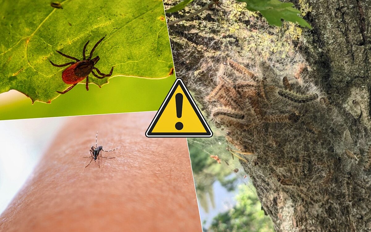 Collage_Zecke_Moskito_Eichenprozessionsspinner Collage_Zecke_Moskito_Eichenprozessionsspinner