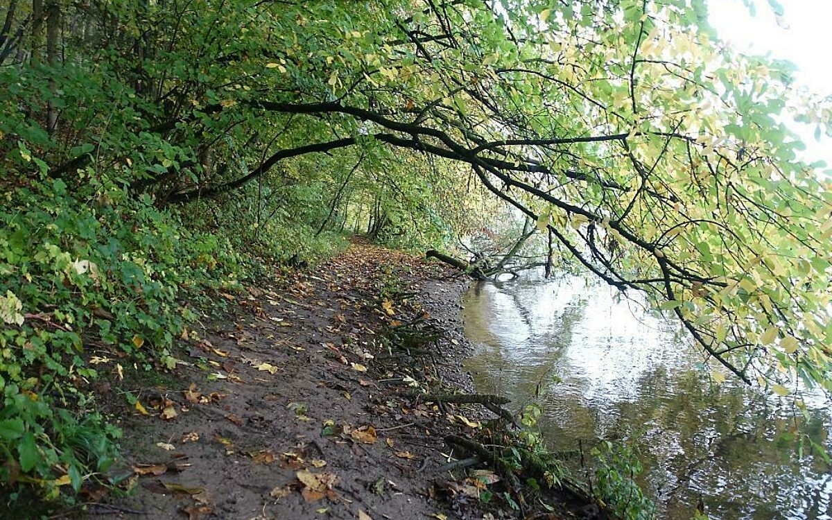 Dschungelpfad 1 Dschungelpfad 1