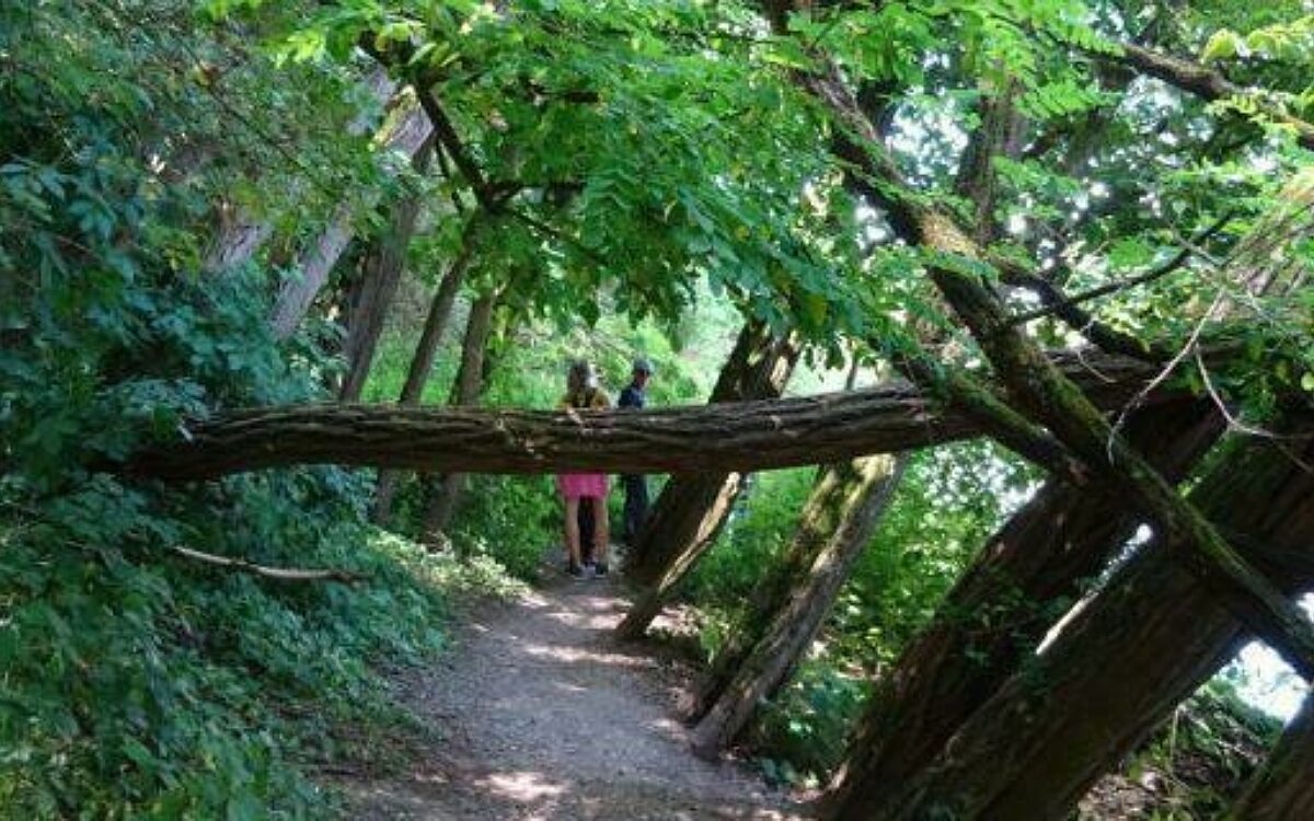 Dschungelpfad 2 Dschungelpfad 2