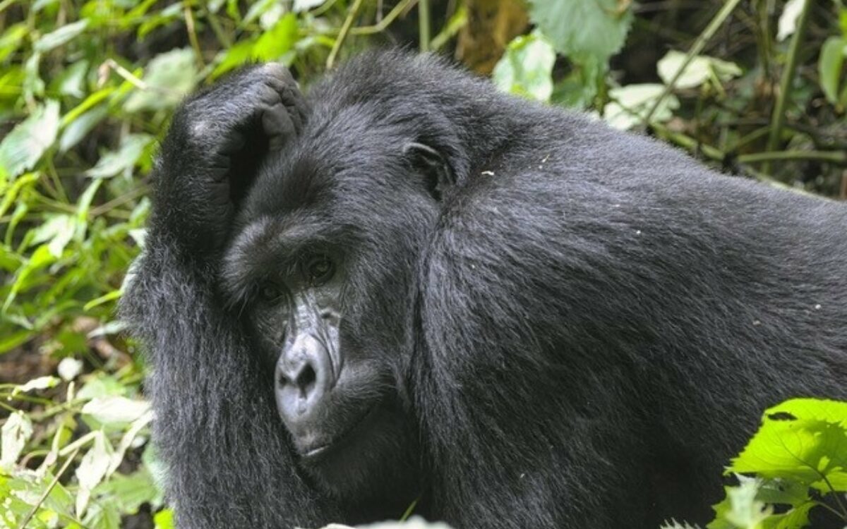 Gorilla Uganda Mainfrankentour Helmut Kirch 1 Gorilla Uganda Mainfrankentour Helmut Kirch 1