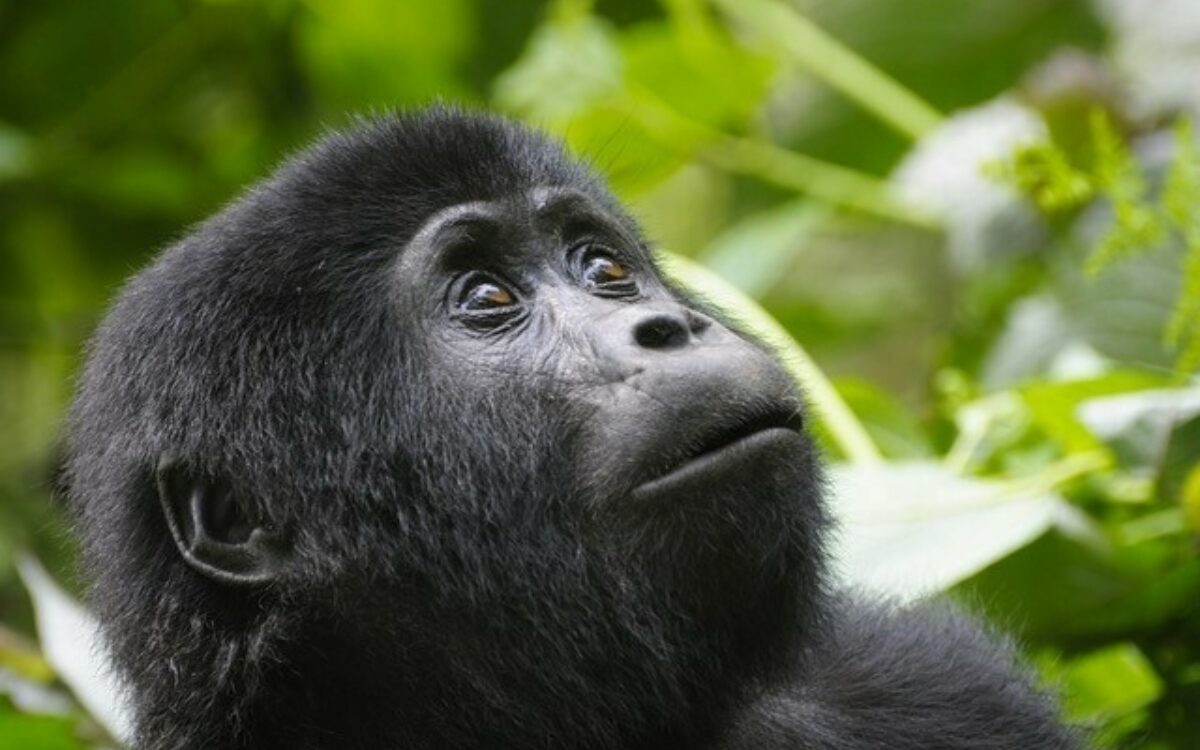 Gorilla Uganda Mainfrankentour Helmut Kirch 2 Gorilla Uganda Mainfrankentour Helmut Kirch 2