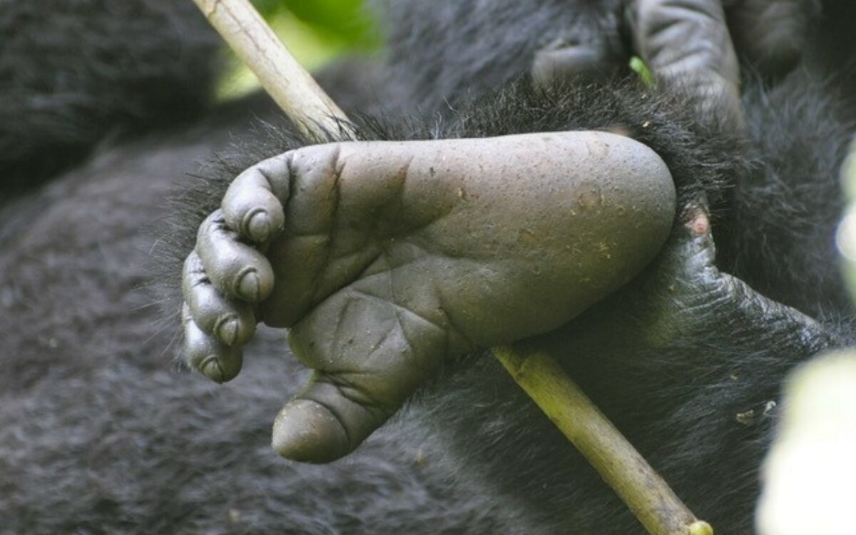 Gorilla Uganda Mainfrankentour Helmut Kirch 3 Gorilla Uganda Mainfrankentour Helmut Kirch 3