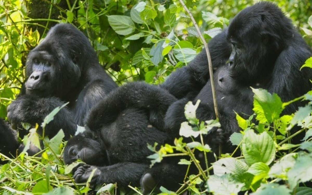 Gorilla Uganda Mainfrankentour Helmut Kirch 4 Gorilla Uganda Mainfrankentour Helmut Kirch 4