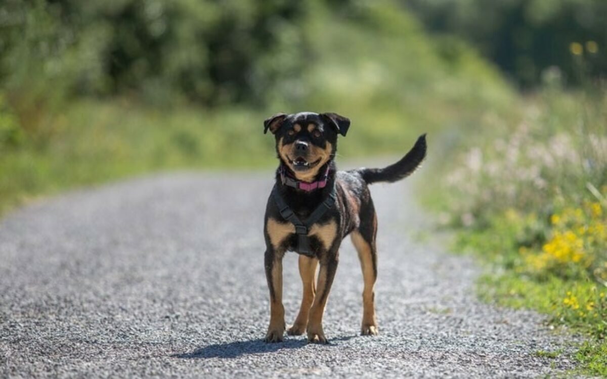 Hund Kitzingen Hund Kitzingen