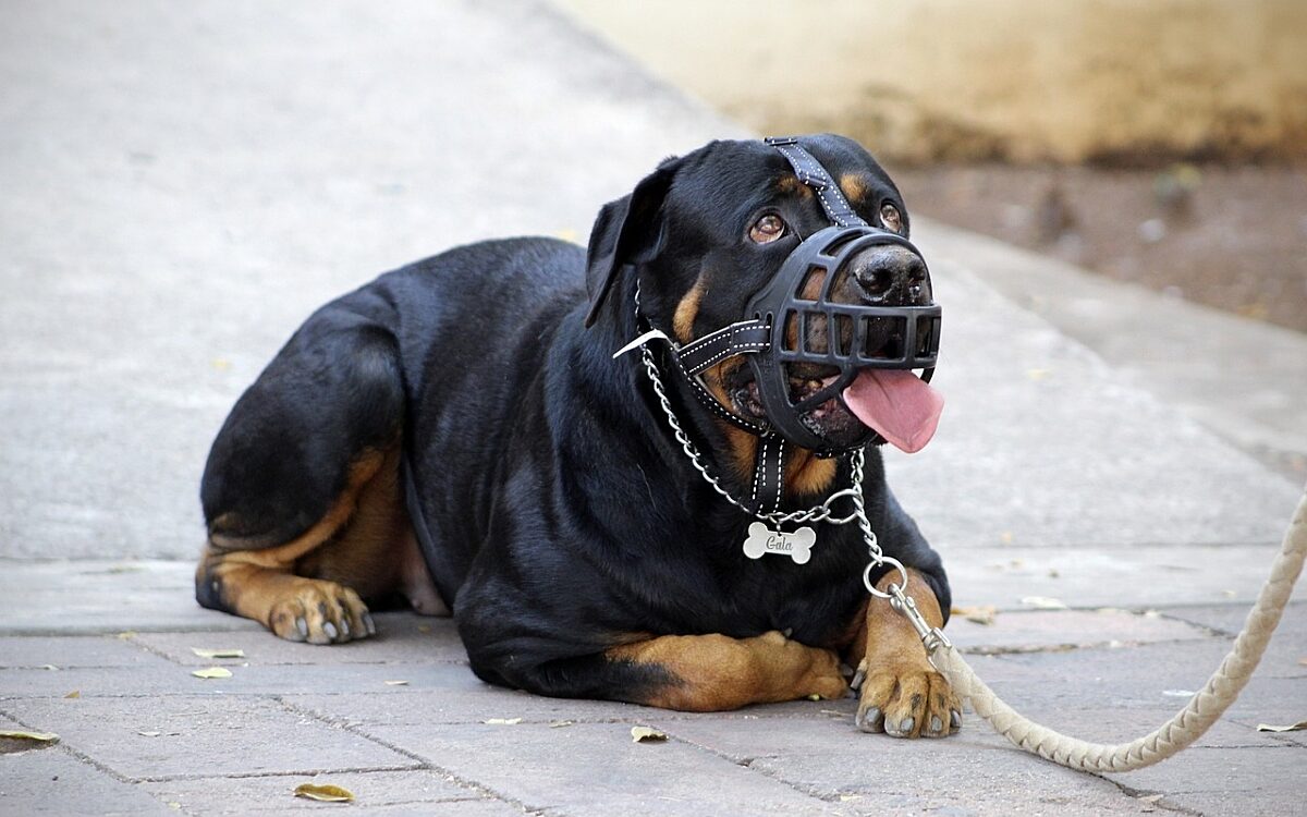 Hund Maulkorb pixabay Hund Maulkorb pixabay