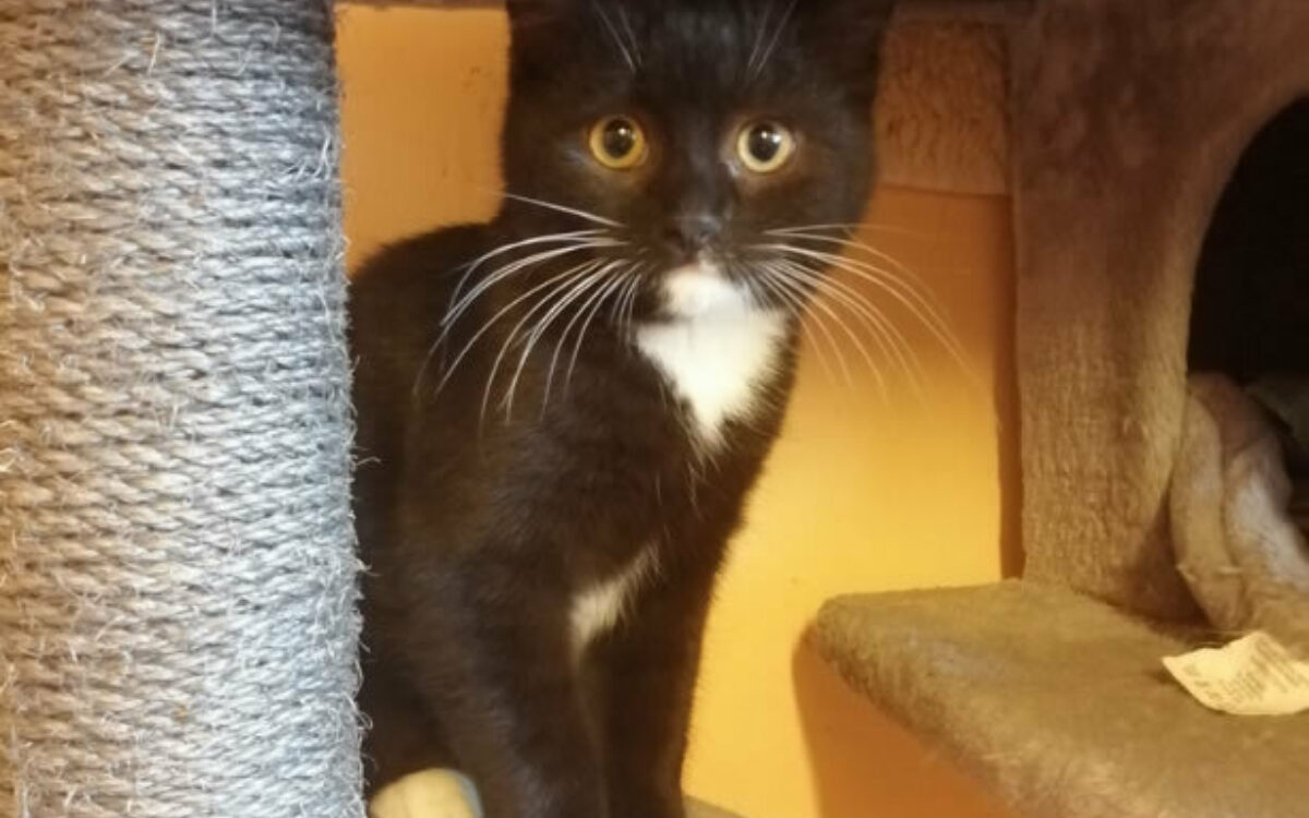 Katze Kitzingen Katze Kitzingen