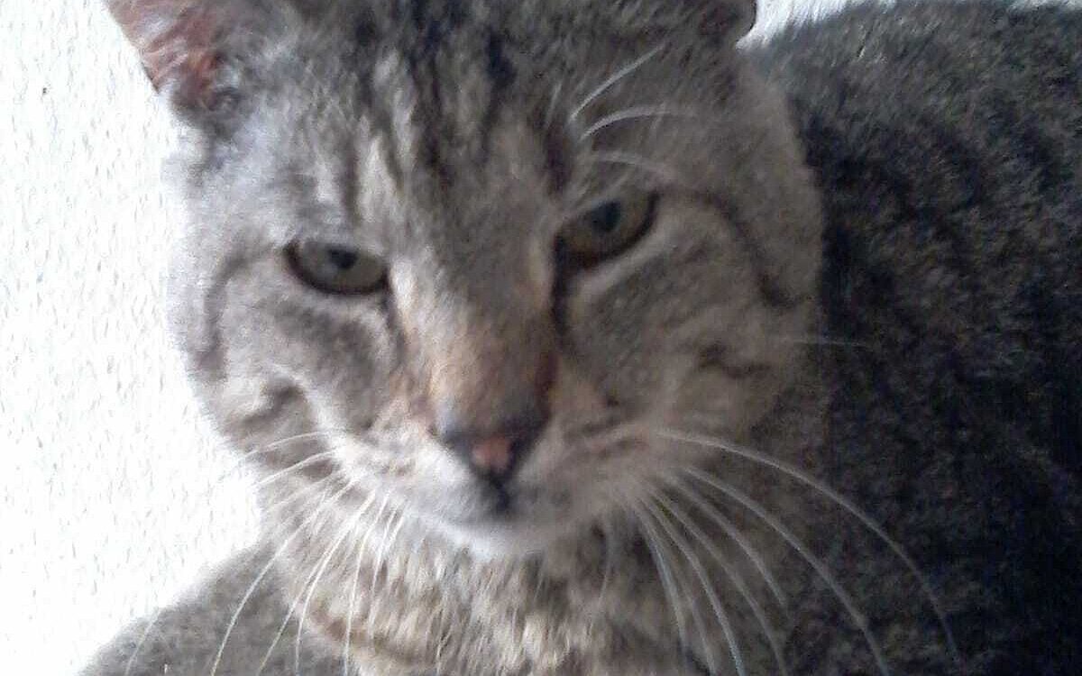 Katzen Katzenhospiz Dettelbach Katzen Katzenhospiz Dettelbach