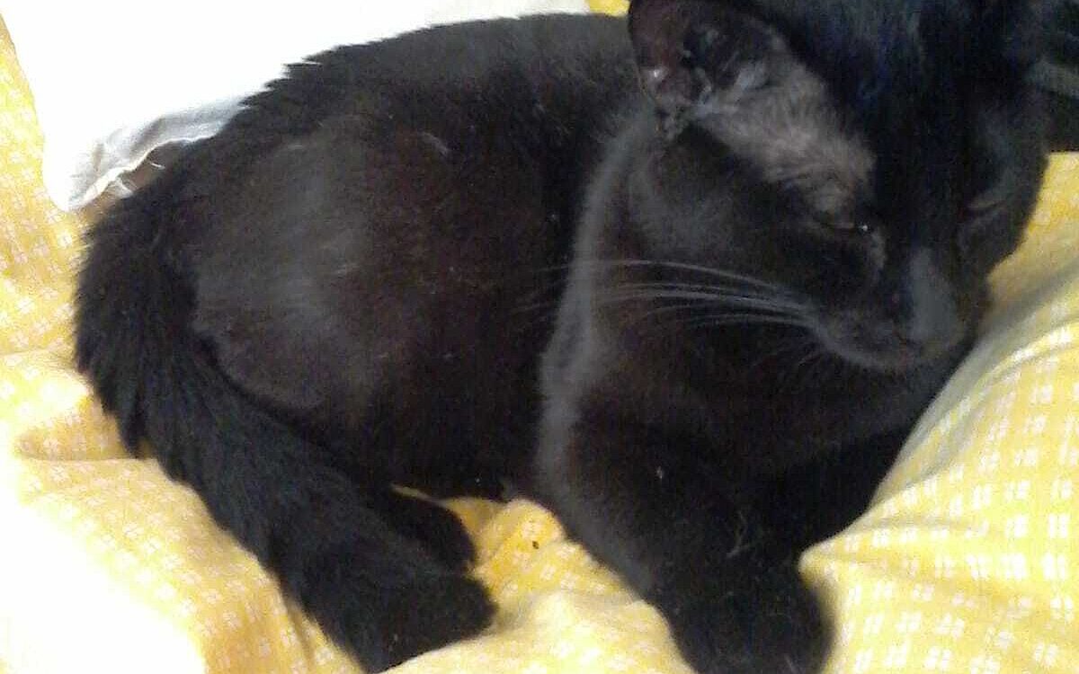 Katzen Katzenhospiz Dettelbach2 Katzen Katzenhospiz Dettelbach2