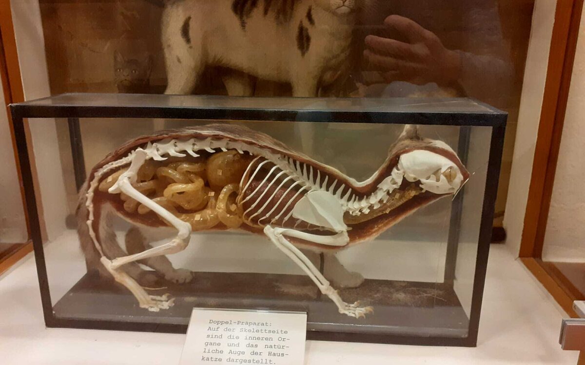 Katzenmodell Schulmuseum Lohr FH Wue Katzenmodell Schulmuseum Lohr FH Wue