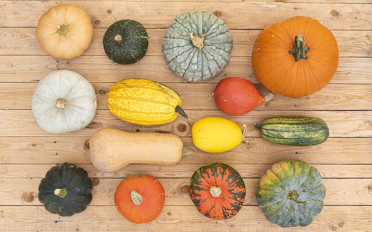 Kuerbis von Fabian Kuhn von Hof Kuhn aus Giebelstadt Kuerbis von Fabian Kuhn von Hof Kuhn aus Giebelstadt