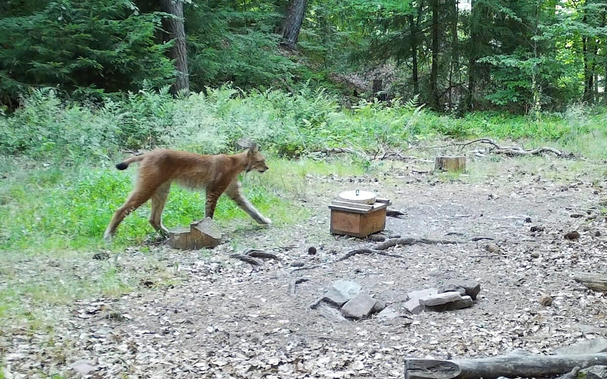 Luchs Bild von Ralf Mankiewicz Luchs Bild von Ralf Mankiewicz