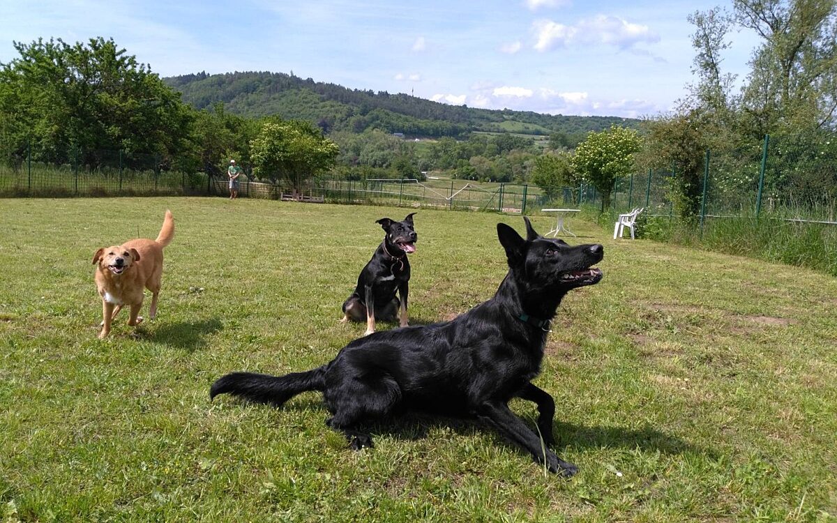 Hunde spielen auf einem Hundeplatz Hunde spielen auf einem Hundeplatz