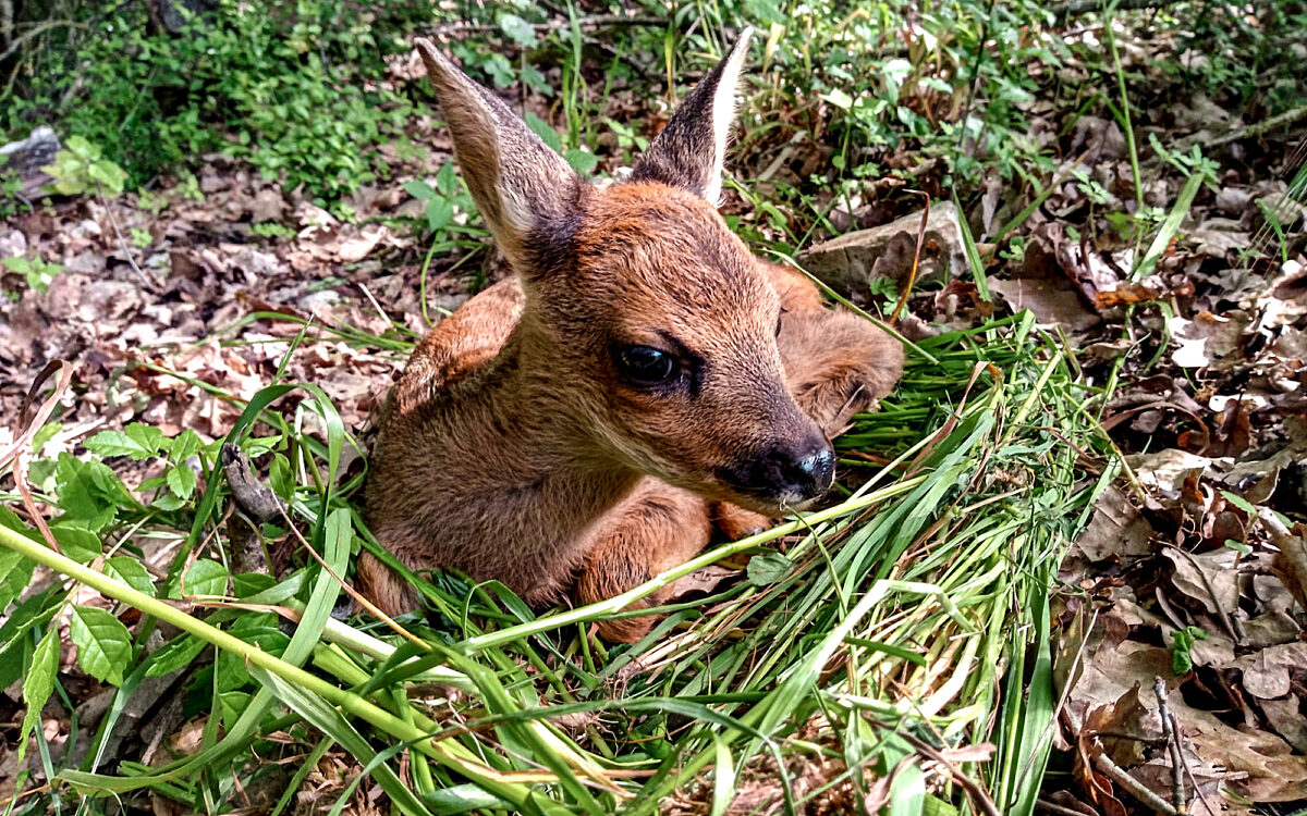 Rehkitz sitzt auf Waldboden Rehkitz sitzt auf Waldboden