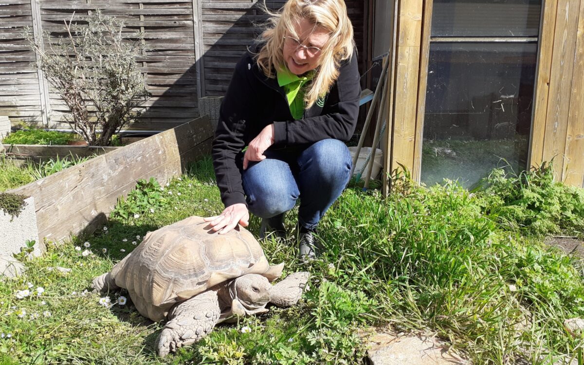 Schildkroeten Kitzingen SM 2 Schildkroeten Kitzingen SM 2