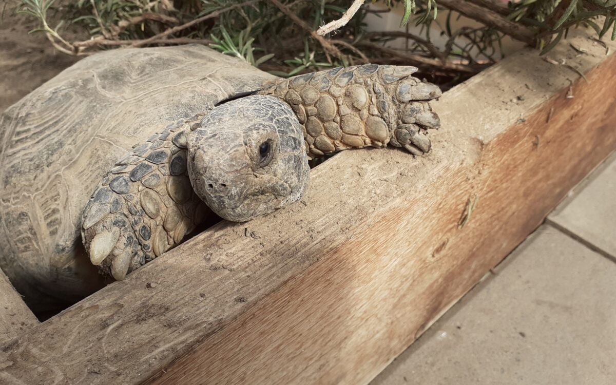Schildkroeten Kitzingen SM 4 Schildkroeten Kitzingen SM 4