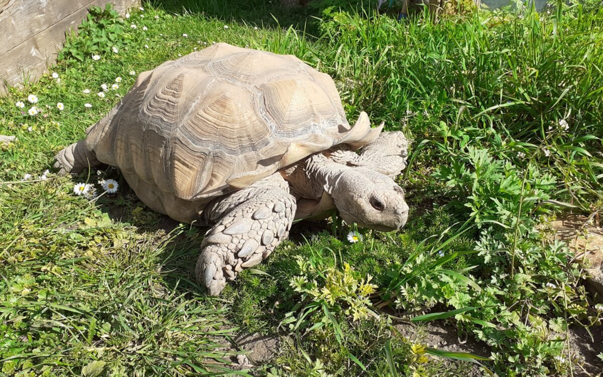 Schildkroeten Kitzingen SM 5 Schildkroeten Kitzingen SM 5