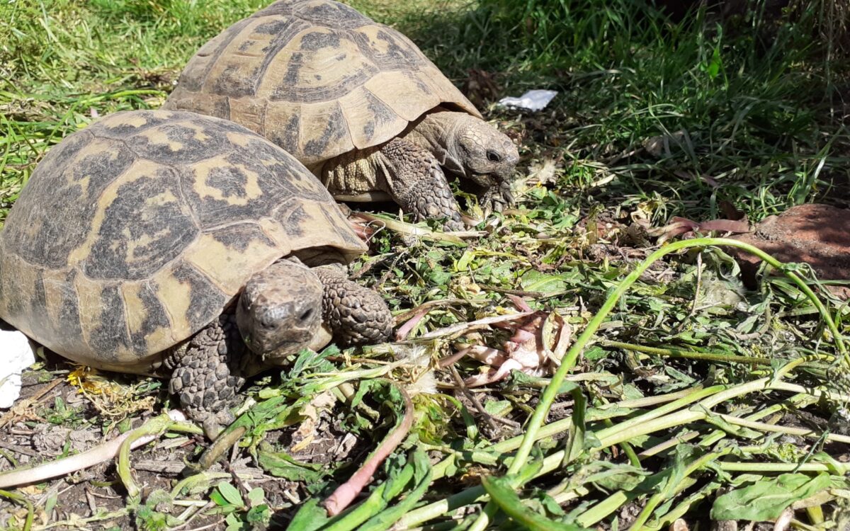 Schildkroeten Kitzingen SM 6 Schildkroeten Kitzingen SM 6