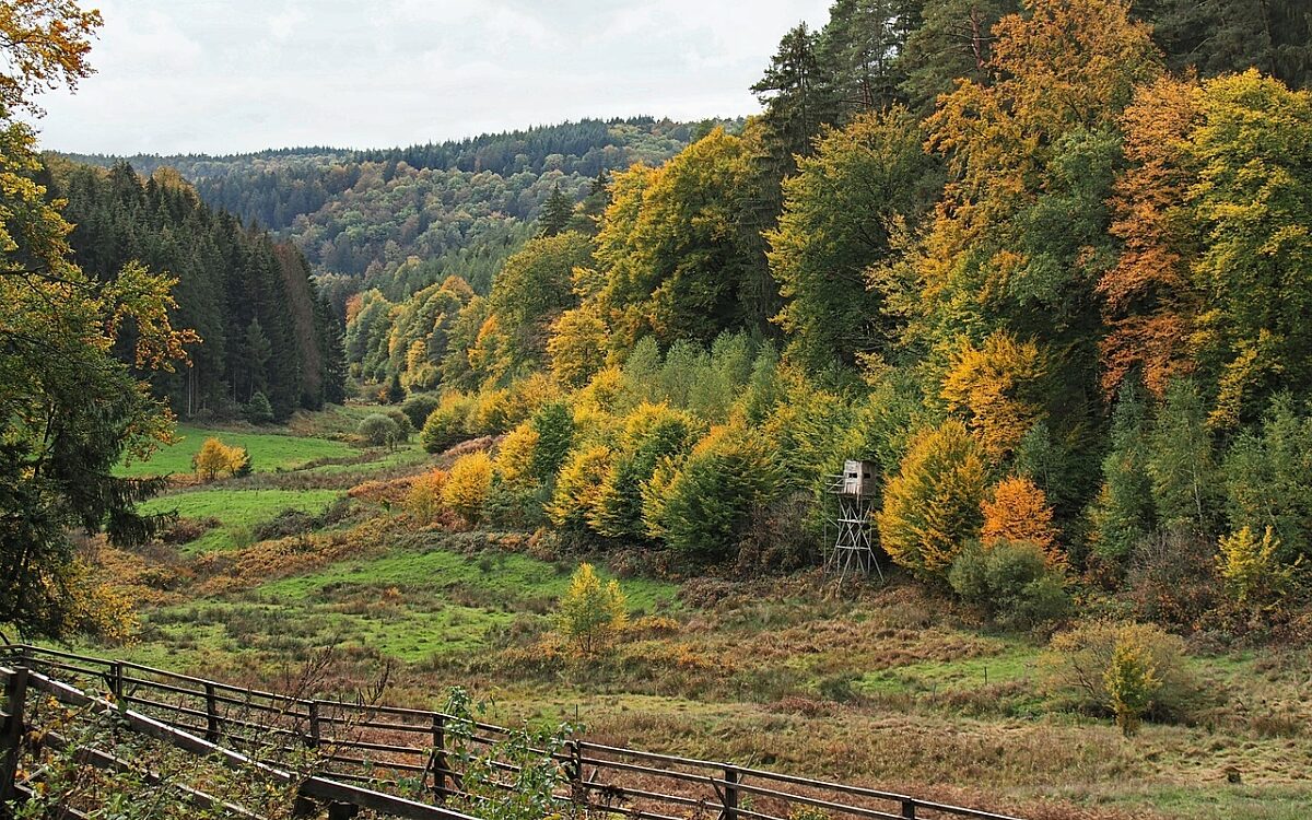 Spessart Wald Spessart Wald