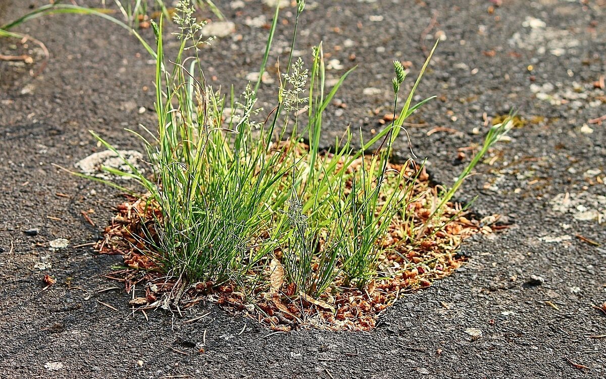 Strassenschaden Gras pixabay Strassenschaden Gras pixabay