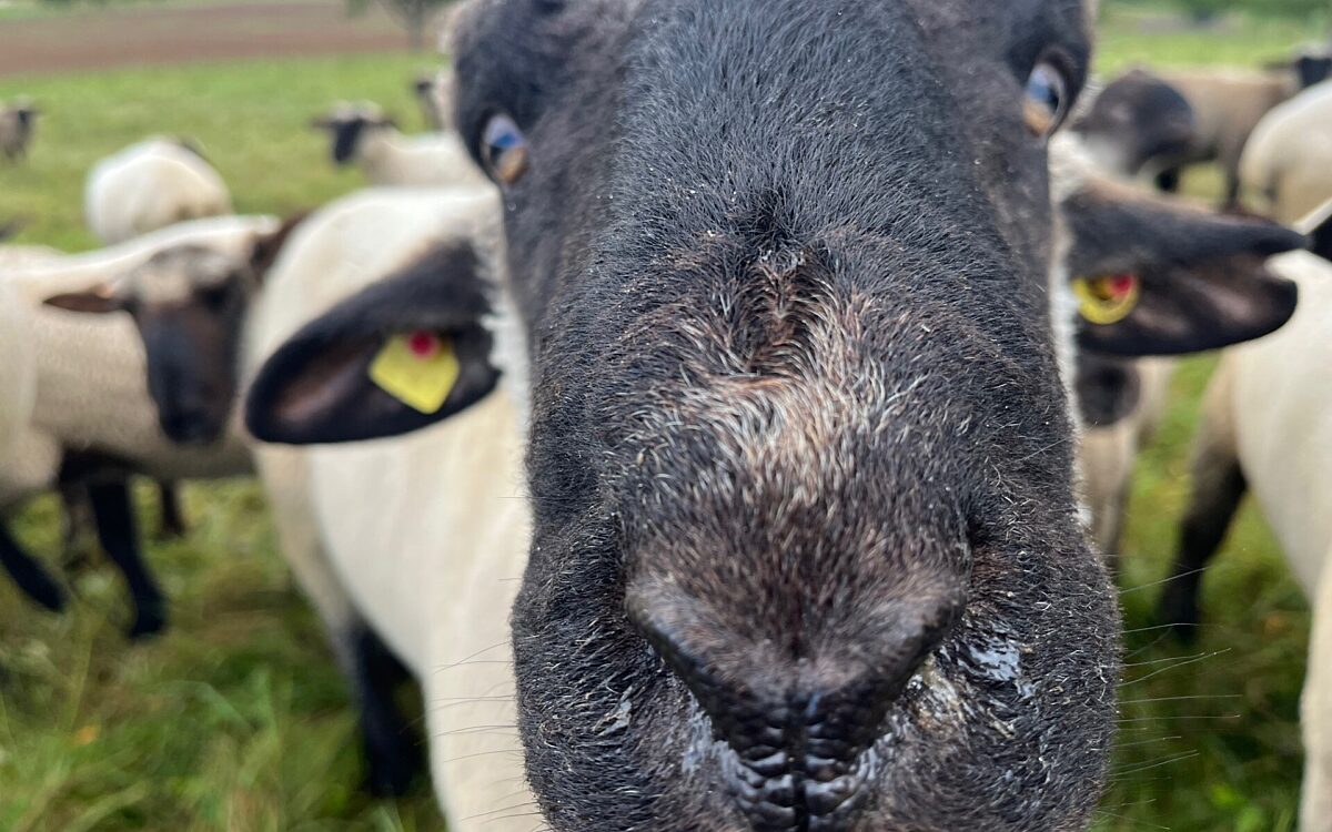 Tausch4 Schaf Tausch4 Schaf