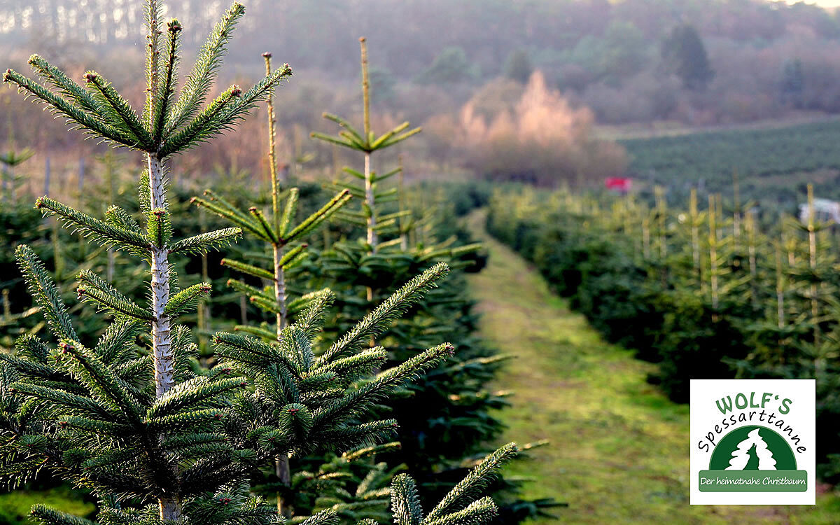 Teaser Wolfs Spessarttanne 1200x750