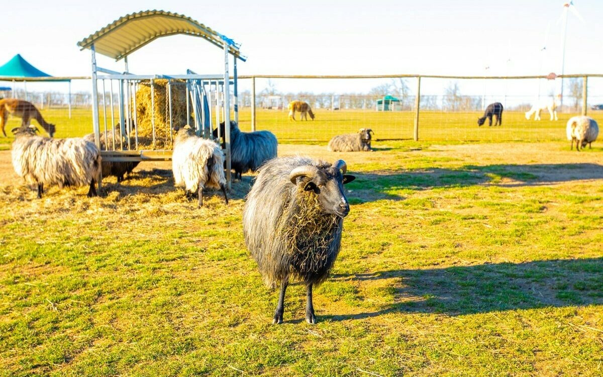 Tierpark Sommerhausen 3 Tierpark Sommerhausen 3