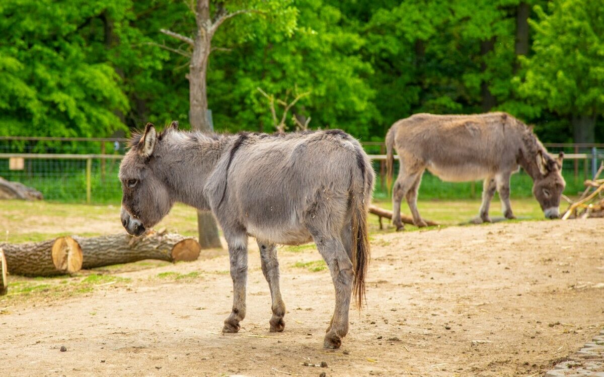 Tierpark Sommerhausen 5 Tierpark Sommerhausen 5