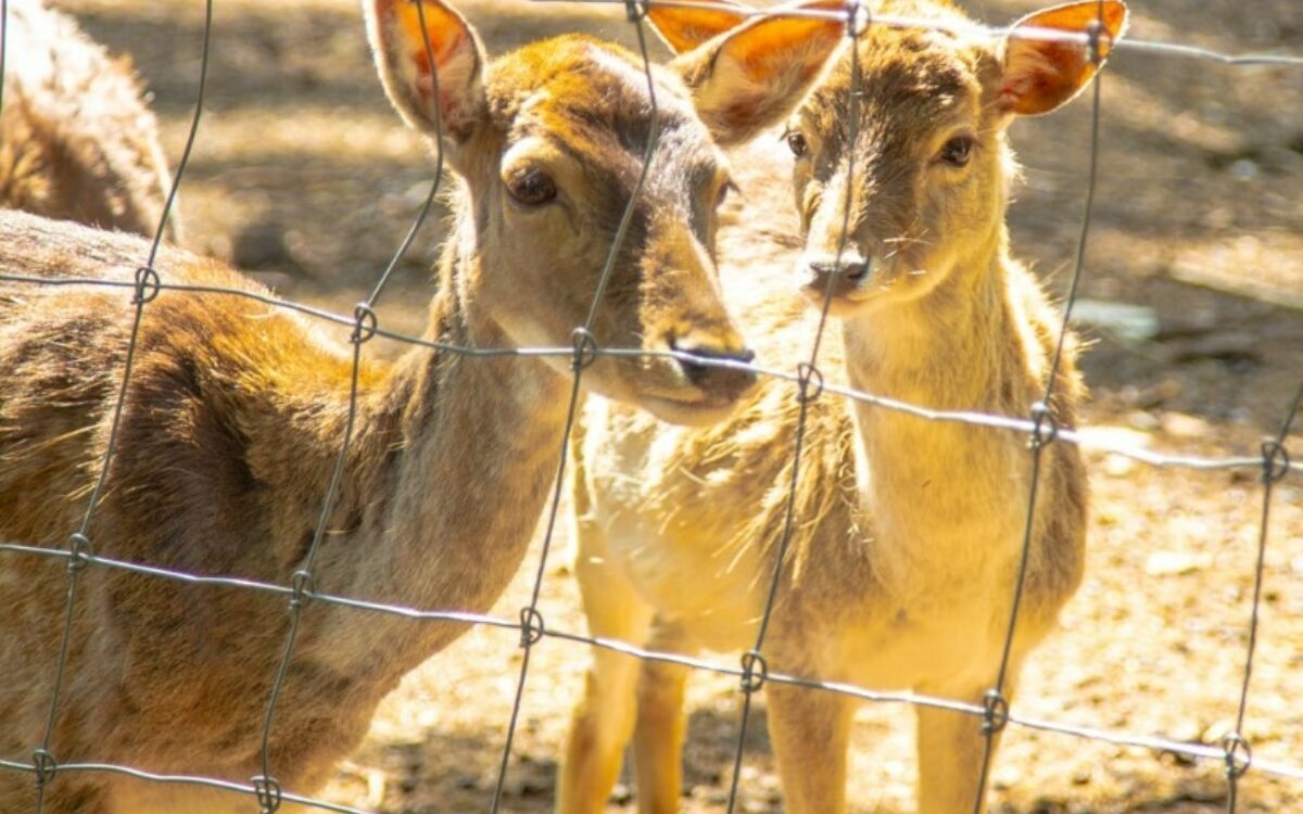 Tierpark Sommerhausen 6 Tierpark Sommerhausen 6