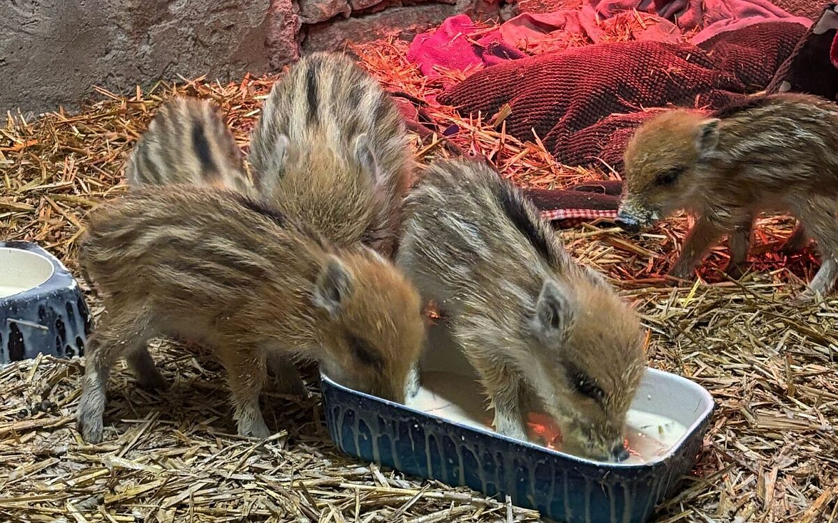 Whats App Image 2025 03 31 at 01 25 48 Whats App Image 2025 03 31 at 01 25 48