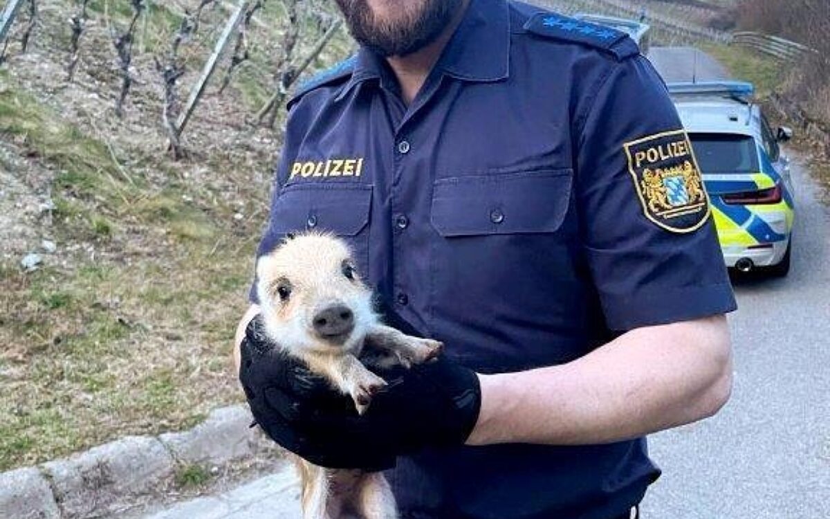 Whats App Image 2025 03 31 at 01 27 13 Whats App Image 2025 03 31 at 01 27 13