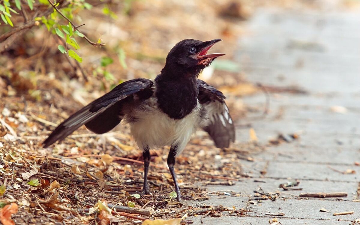 Elsterbaby Elsterbaby