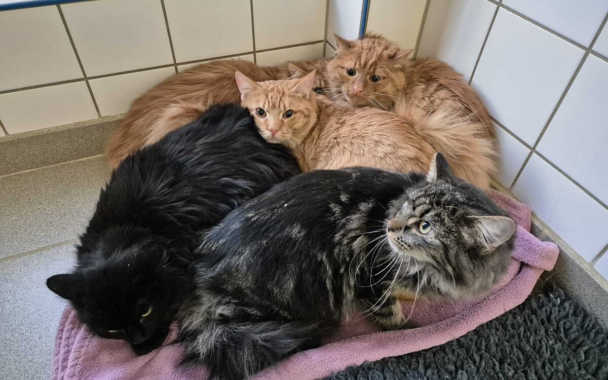 Whats App Image 2025 11 12 at 13 30 25 2 Whats App Image 2025 11 12 at 13 30 25 2