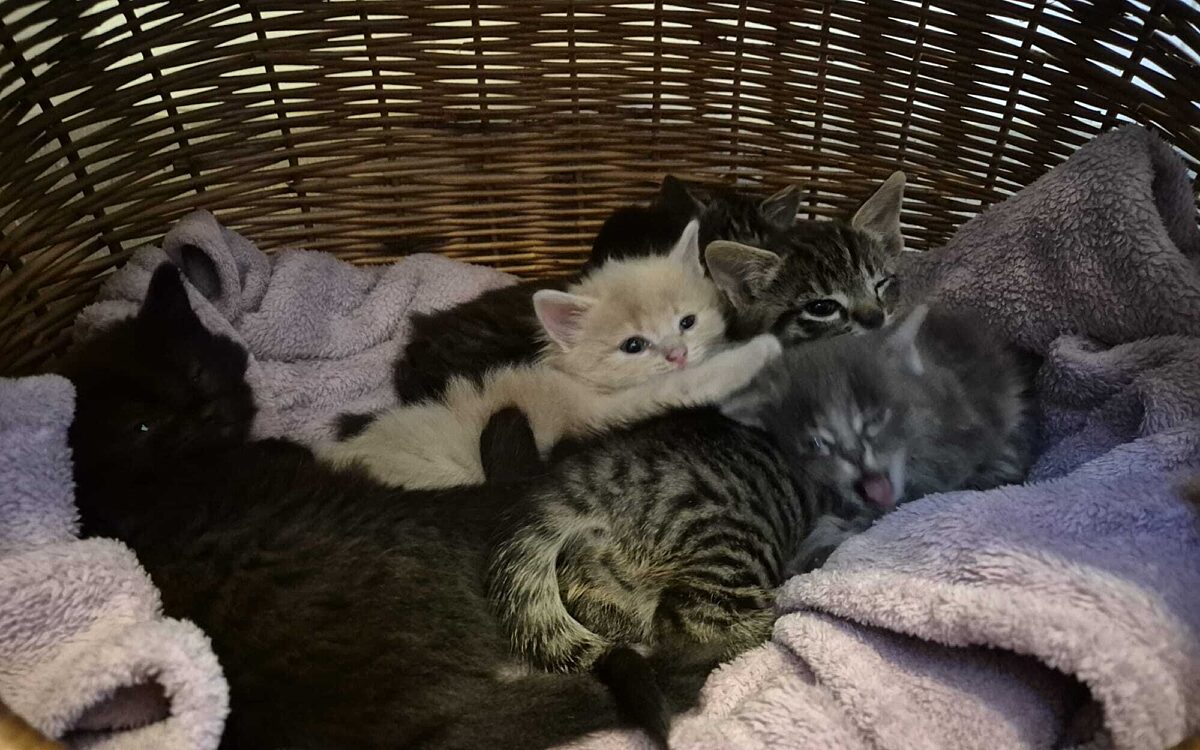 Whats App Image 2025 11 12 at 13 30 25