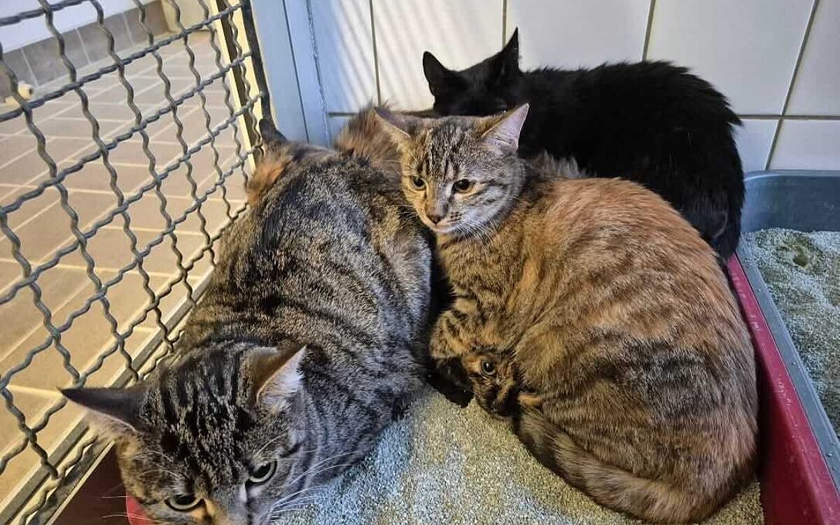 Whats App Image 2025 11 12 at 13 31 54 Whats App Image 2025 11 12 at 13 31 54