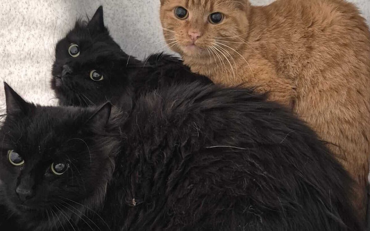 Whats App Image 2025 11 12 at 13 32 14 Whats App Image 2025 11 12 at 13 32 14