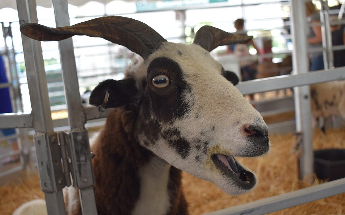 Ziege Meme Viral pixabay Ziege Meme Viral pixabay