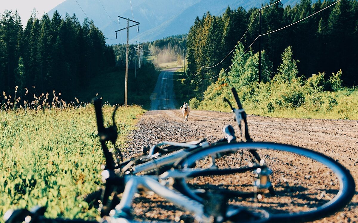 Fahrradsturz mit Hund Fahrradsturz mit Hund