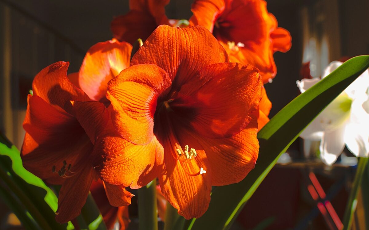 Blumen in Topf - unsplash.com Blumen in Topf - unsplash.com