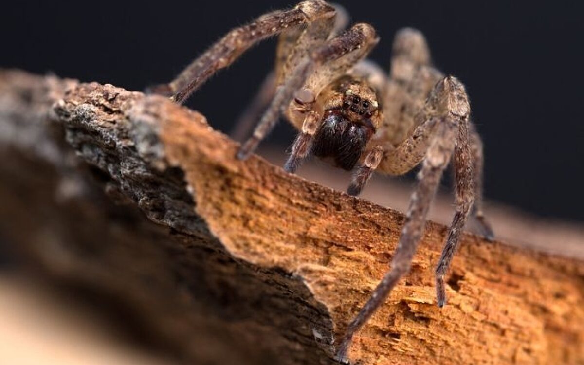 Nosferatu spinne thomas hauth 680 Nosferatu spinne thomas hauth 680