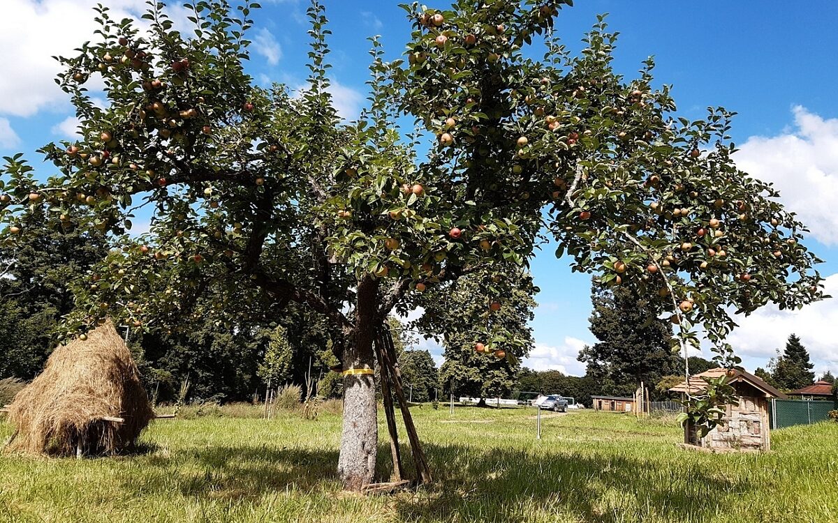 Obstbaum ernte feld Obstbaum ernte feld