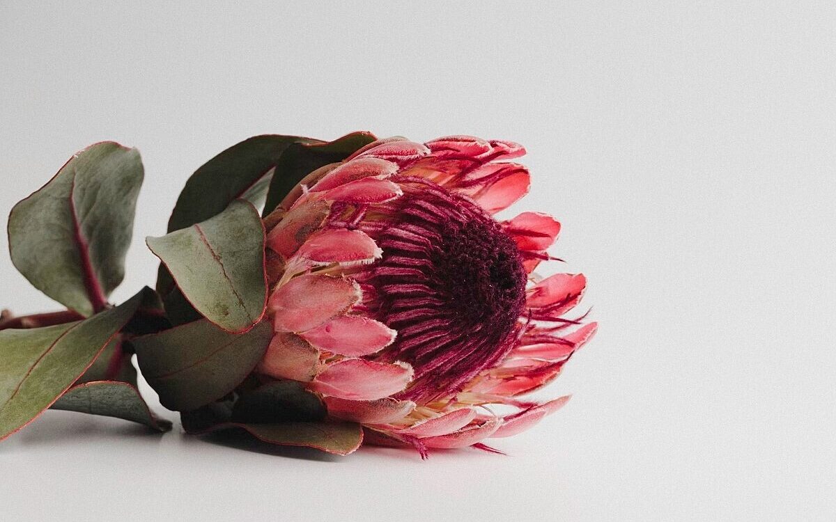 Photo bluete unsplash Photo bluete unsplash