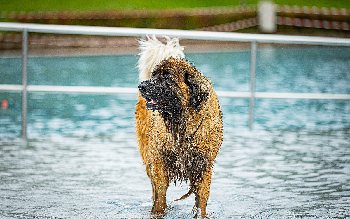 2022 10 01 Hundeschwimmen Dalle 11 2022 10 01 Hundeschwimmen Dalle 11