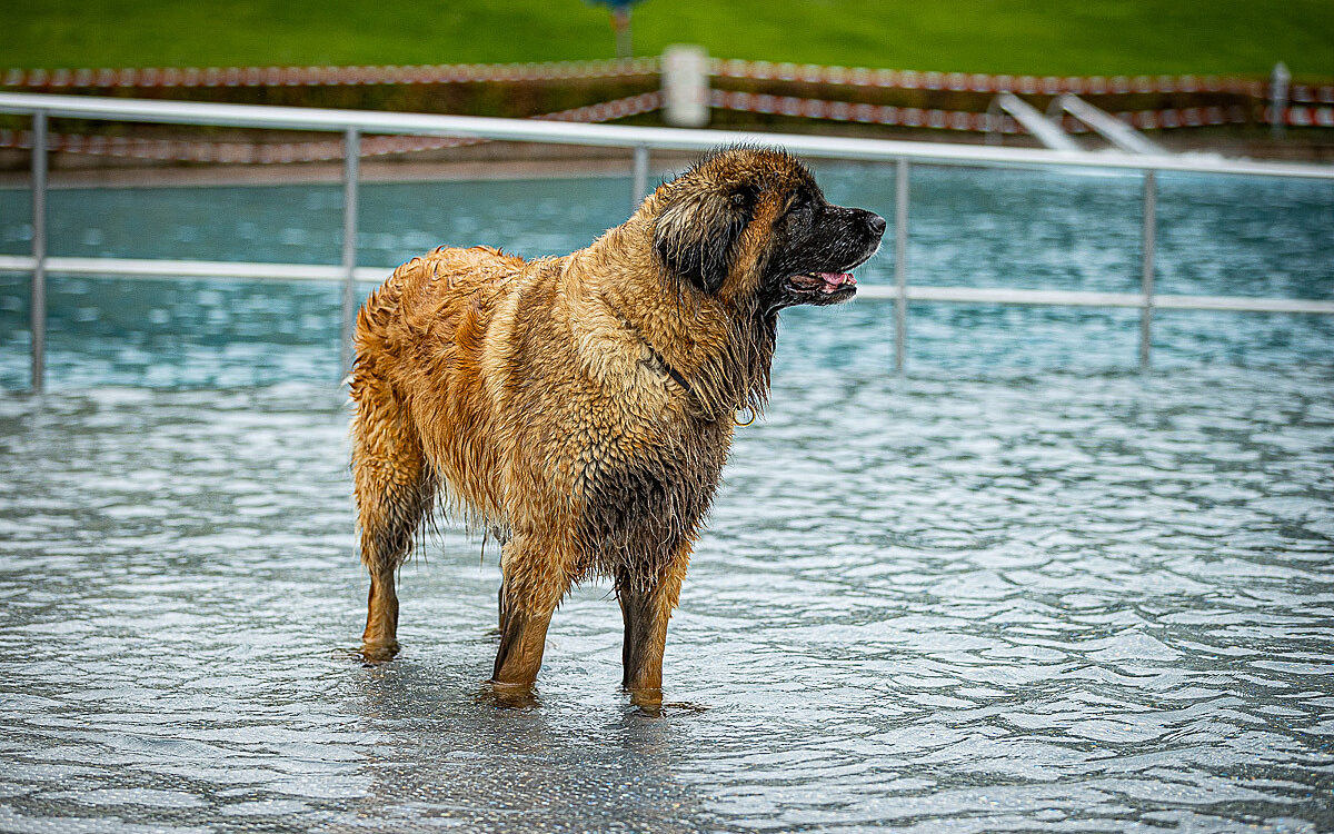 2022 10 01 Hundeschwimmen Dalle 14 2022 10 01 Hundeschwimmen Dalle 14
