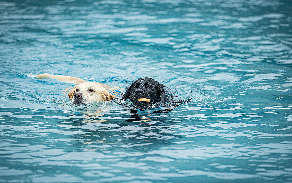 2022 10 01 Hundeschwimmen Dalle 16 2022 10 01 Hundeschwimmen Dalle 16