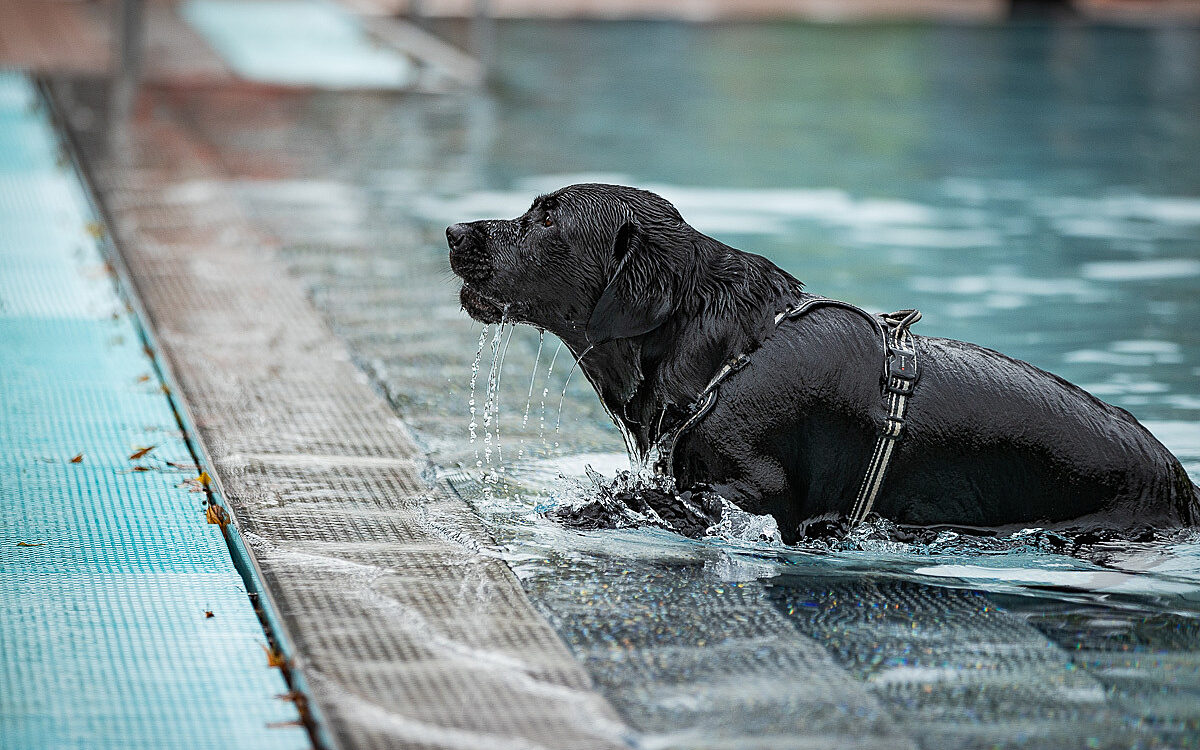 2022 10 01 Hundeschwimmen Dalle 19 2022 10 01 Hundeschwimmen Dalle 19